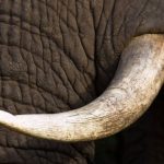 Слонова кістка (50 фото) властивості натуральної, прикраси і амулети, вироби в будинку