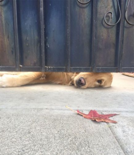 Kutya napján várja barátnője iskola után - a világ érdekes