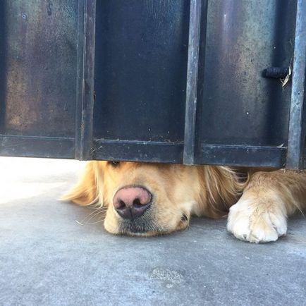 Kutya napján várja barátnője iskola után - a világ érdekes