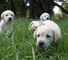 Câine labrador retriever rasă descriere, fotografie, prețul de pui, comentarii