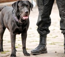 Câine labrador retriever rasă descriere, fotografie, prețul de pui, comentarii