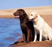 Câine labrador retriever rasă descriere, fotografie, prețul de pui, comentarii