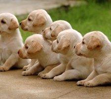 Câine labrador retriever rasă descriere, fotografie, prețul de pui, comentarii