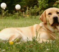 Собака лабрадор-ретривер опис породи, фото, ціна цуценят, відгуки