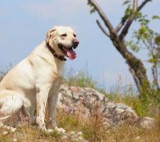 Câine labrador retriever rasă descriere, fotografie, prețul de pui, comentarii