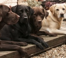 Câine labrador retriever rasă descriere, fotografie, prețul de pui, comentarii