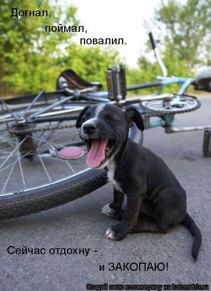 Câini și biciclete, biciclete