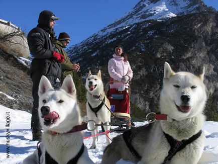 Câini de rasă nordică - italiană în rusă