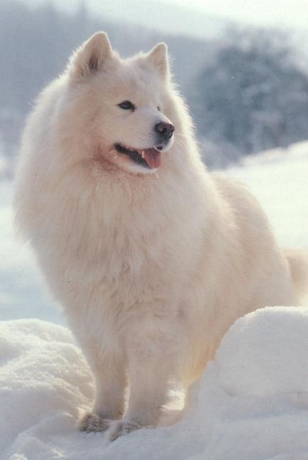 Câini de rasă nordică - italiană în rusă