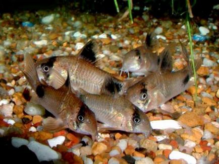 Harcsa Corydoras népszerű formája, különösen a tenyésztési és tartási, gondozási és fotó halak