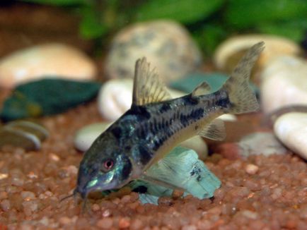 Harcsa Corydoras népszerű formája, különösen a tenyésztési és tartási, gondozási és fotó halak