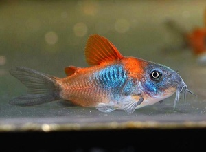 Harcsa Corydoras népszerű formája, különösen a tenyésztési és tartási, gondozási és fotó halak