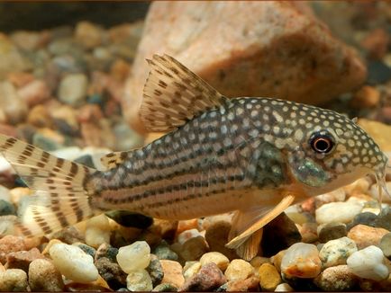 Harcsa Corydoras népszerű formája, különösen a tenyésztési és tartási, gondozási és fotó halak