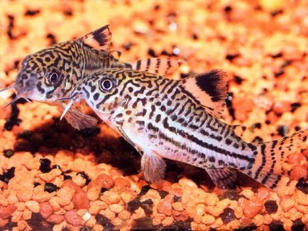 Harcsa Corydoras népszerű formája, különösen a tenyésztési és tartási, gondozási és fotó halak