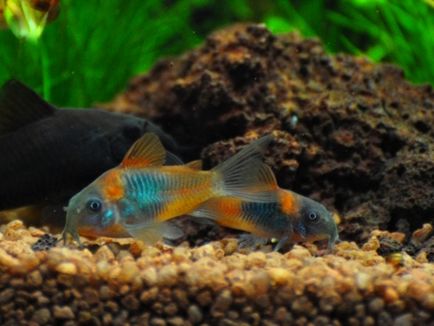 Harcsa Corydoras népszerű formája, különösen a tenyésztési és tartási, gondozási és fotó halak