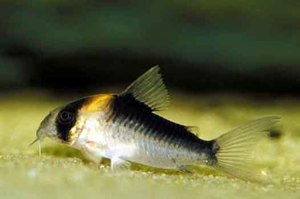 Harcsa Corydoras népszerű formája, különösen a tenyésztési és tartási, gondozási és fotó halak