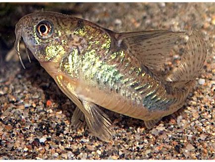 Harcsa Corydoras népszerű formája, különösen a tenyésztési és tartási, gondozási és fotó halak