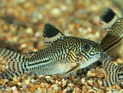 Harcsa Corydoras népszerű formája, különösen a tenyésztési és tartási, gondozási és fotó halak