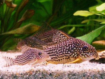 Harcsa Corydoras népszerű formája, különösen a tenyésztési és tartási, gondozási és fotó halak