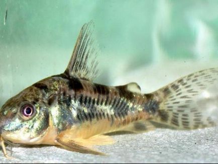 Harcsa Corydoras népszerű formája, különösen a tenyésztési és tartási, gondozási és fotó halak