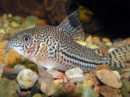 Harcsa Corydoras népszerű formája, különösen a tenyésztési és tartási, gondozási és fotó halak