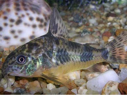 Harcsa Corydoras népszerű formája, különösen a tenyésztési és tartási, gondozási és fotó halak