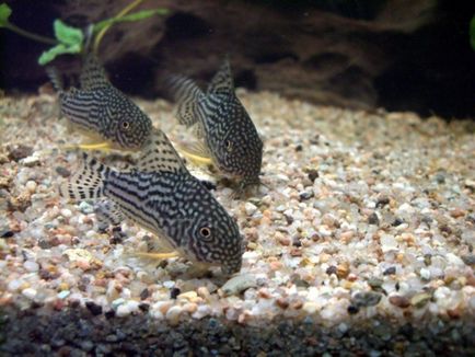 Harcsa Corydoras népszerű formája, különösen a tenyésztési és tartási, gondozási és fotó halak