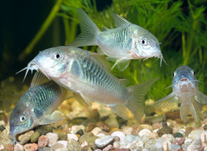 Harcsa Corydoras népszerű formája, különösen a tenyésztési és tartási, gondozási és fotó halak