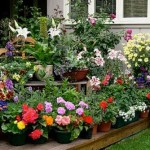 Сорти квітів для дачі (42 фото) особливості невибагливих, морозостійких і інших рослин, фото і