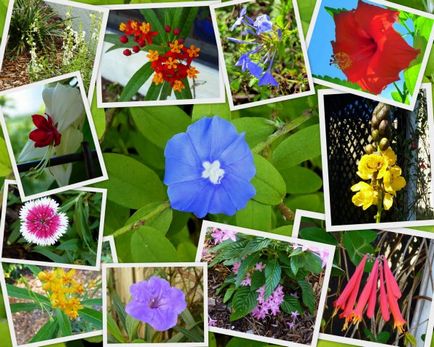 Fajta virágot a kertben (42 fotó) különösen igénytelen, szívós és egyéb növények, valamint fotók