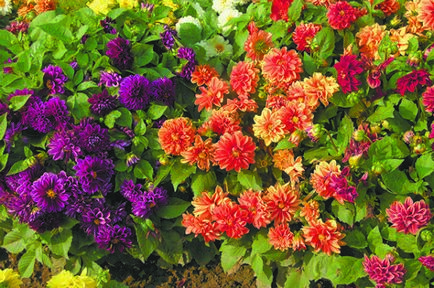 Сорти квітів для дачі (42 фото) особливості невибагливих, морозостійких і інших рослин, фото і