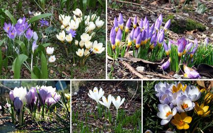 Soiuri de flori pentru cabane (42 fotografii) caracteristici nemernici, îngheț-rezistente și alte plante, fotografii și