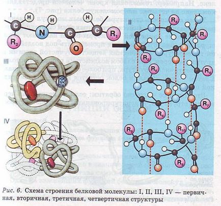 Compoziția și structura proteinelor