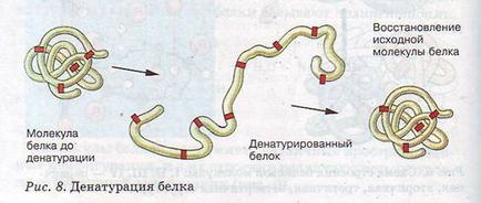 Compoziția și structura proteinelor