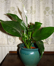 Spathiphyllum ápolási otthon