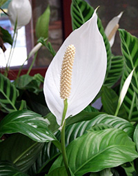 Spathiphyllum ápolási otthon