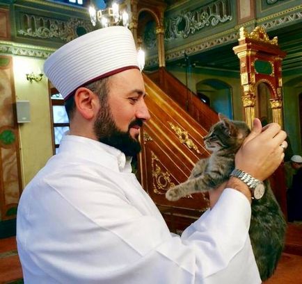 Стамбульський імам влаштував в мечеті котячий притулок
