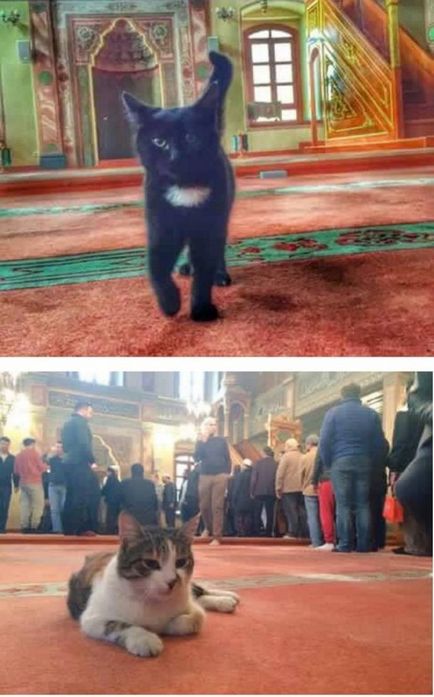 Imamul din Istanbul a amenajat un adăpost de pisică în moschee