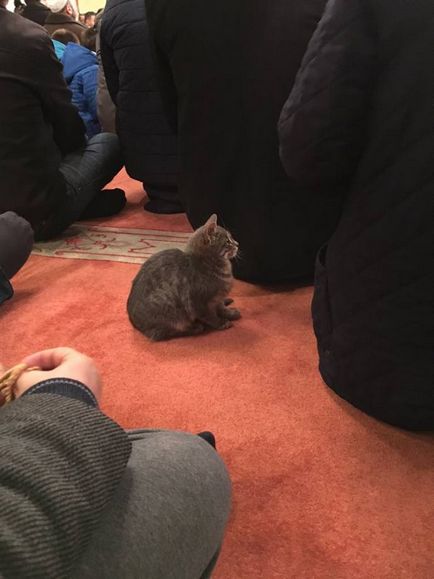 Imamul din Istanbul a amenajat un adăpost de pisică în moschee