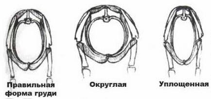 Стандарт породи чихуахуа