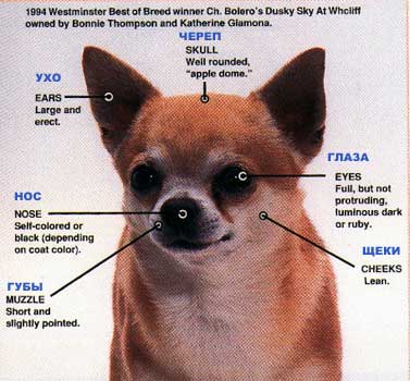 Chihuahua rasă standard