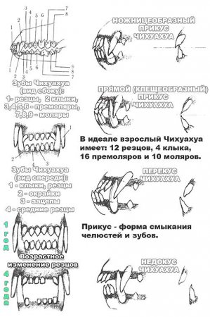 Стандарт породи чихуахуа