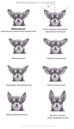 Chihuahua rasă standard