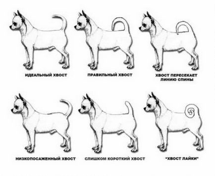 Chihuahua fajta szabvány (standard) Normál Chihuahua