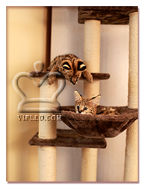 Cikk servals otthonában