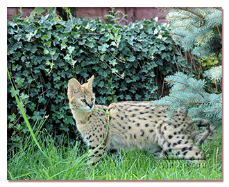 Cikk servals otthonában