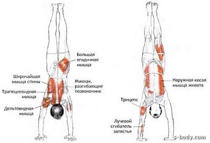 Handstand - instruire, opțiuni simple și complexe