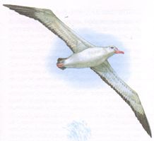 Albatrosul rătăcitor (pasăre)