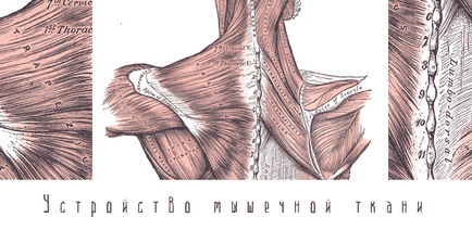 Structura țesutului muscular