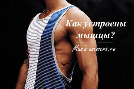 A szerkezet a izomszövet (szövet) A szerkezet az izomszövet